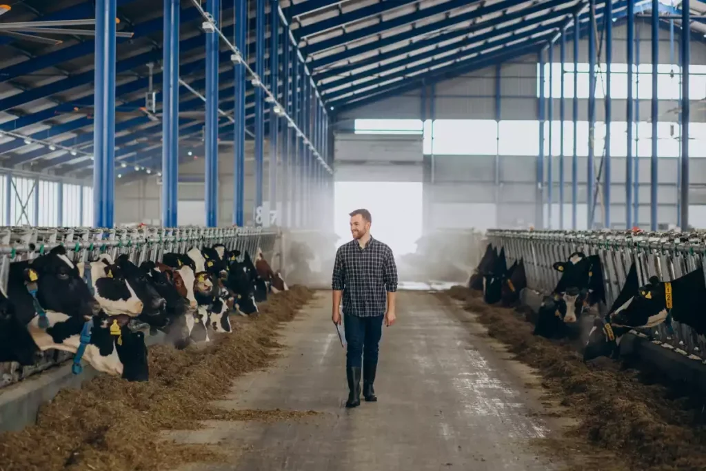 investissement dans des vaches