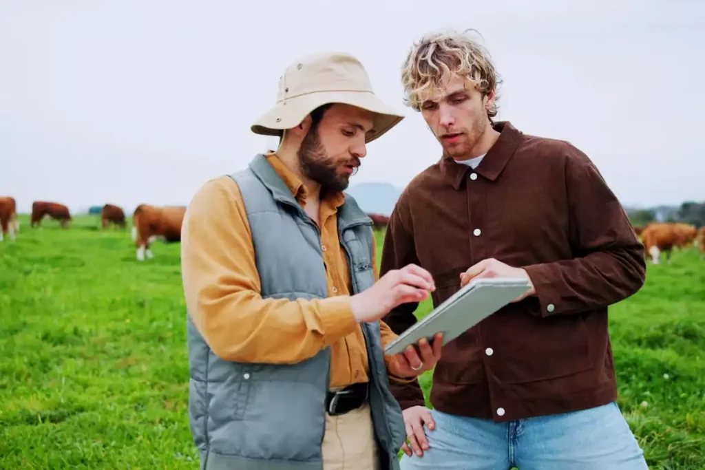 placement dans des vaches